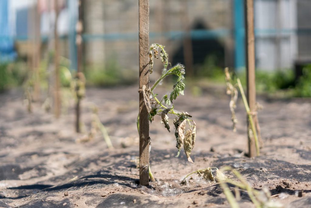 Switch business water supplier - Dry plants from drought in the garden